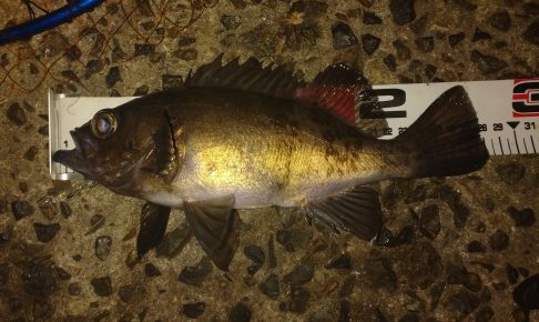 春告魚