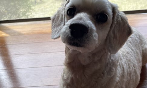 今日のわんこ🐶