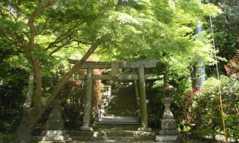 新緑の参道