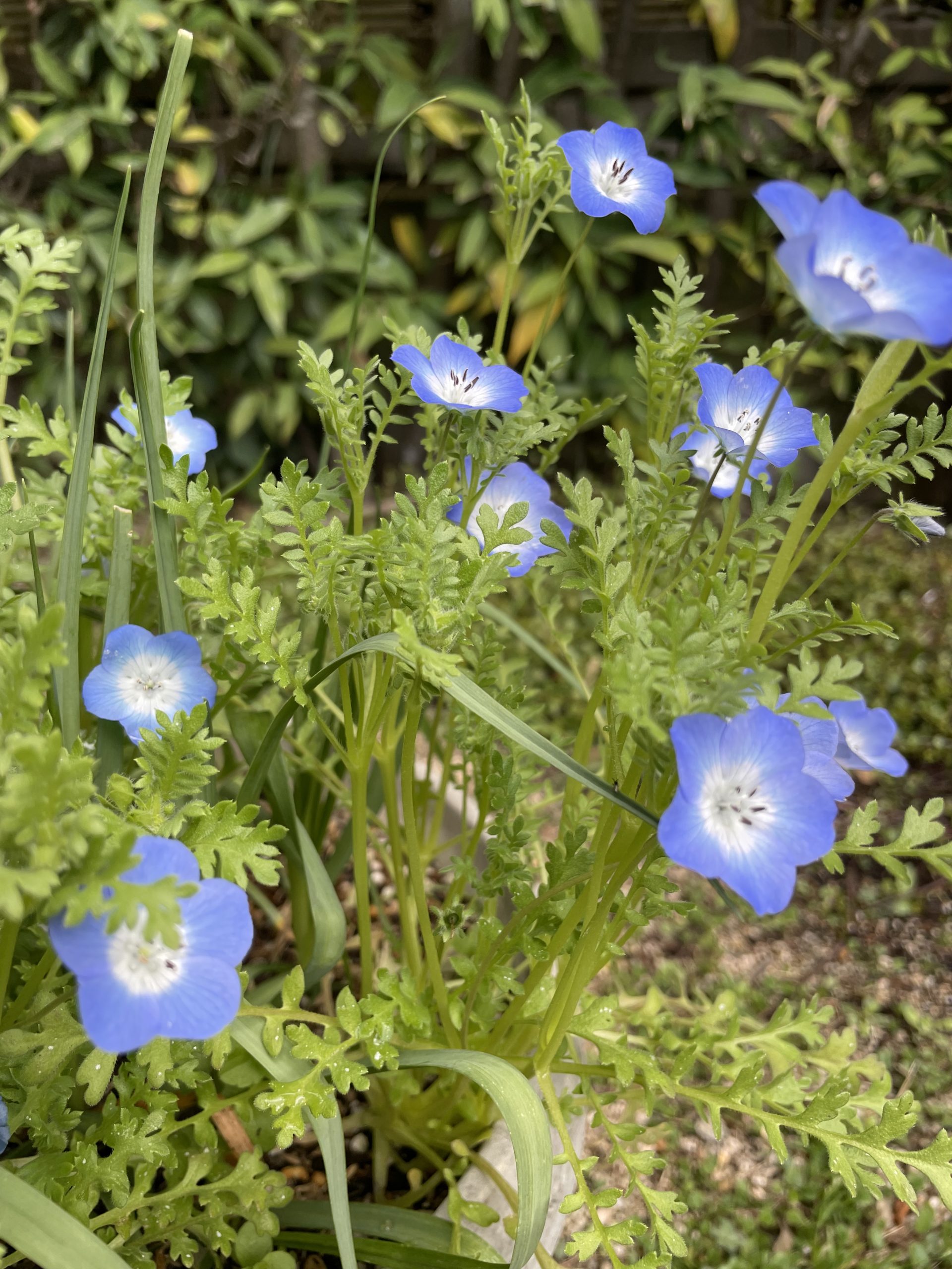 今日の誕生花