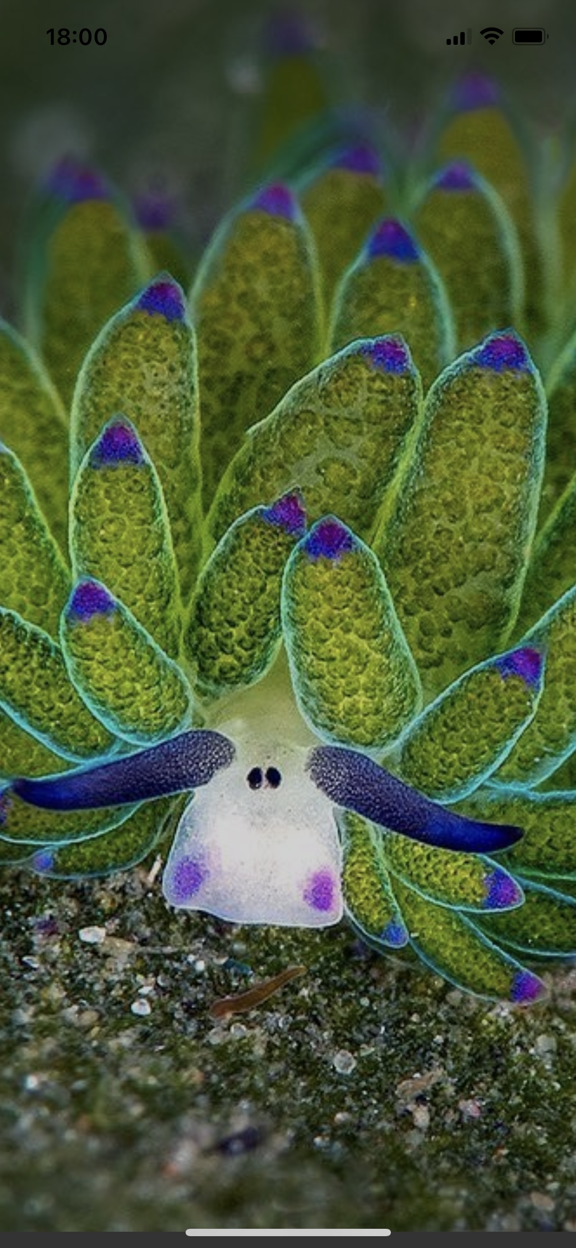 今日の誕生花