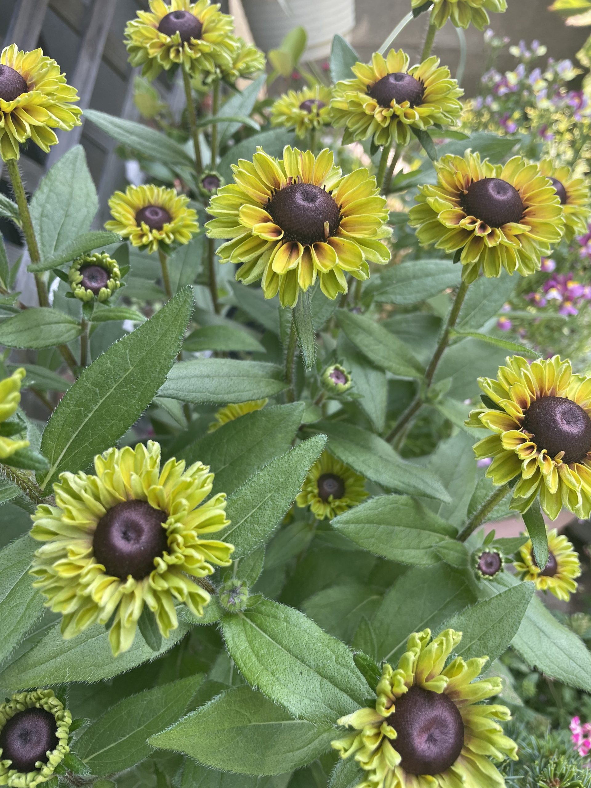 今日の誕生花